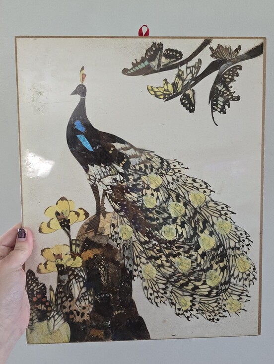 Other - Vintage Real Moth and Butterfly Wing Art Taxidermy Peacock Beautiful